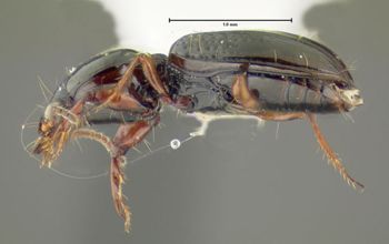 Media type: image;   Entomology 602176 Aspect: habitus lateral view